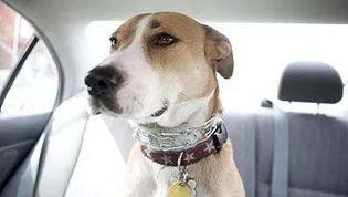 大狗最新爆料新闻网站,揭秘娱乐圈惊天秘密